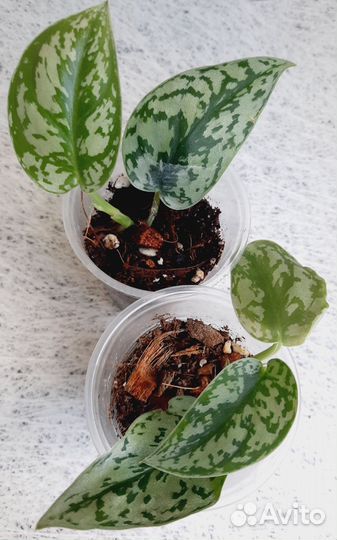 Сциндапсусы и эпипремнумы