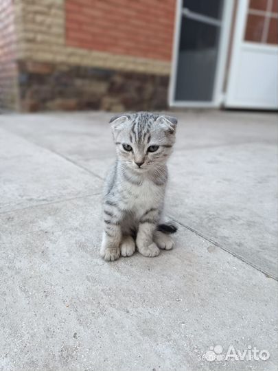 Шотландские вислоухие котята