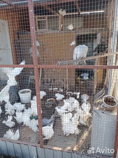 Продажа голубей
