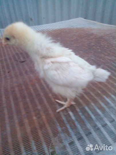 Цыплыта и гусята домашние