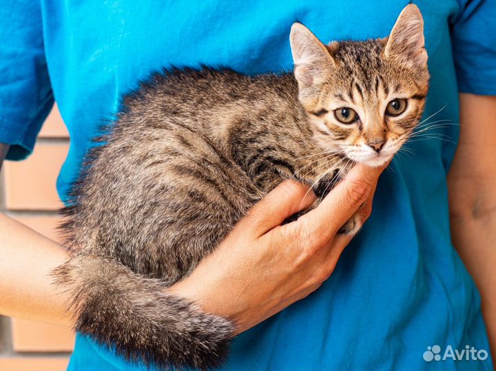 Котенок кошка в добрые бесплатно полосатая табби