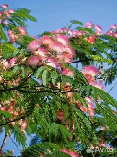 Альбиция ленкоранская