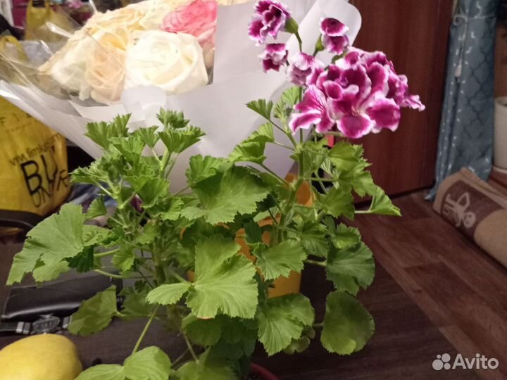 Герань Королевская