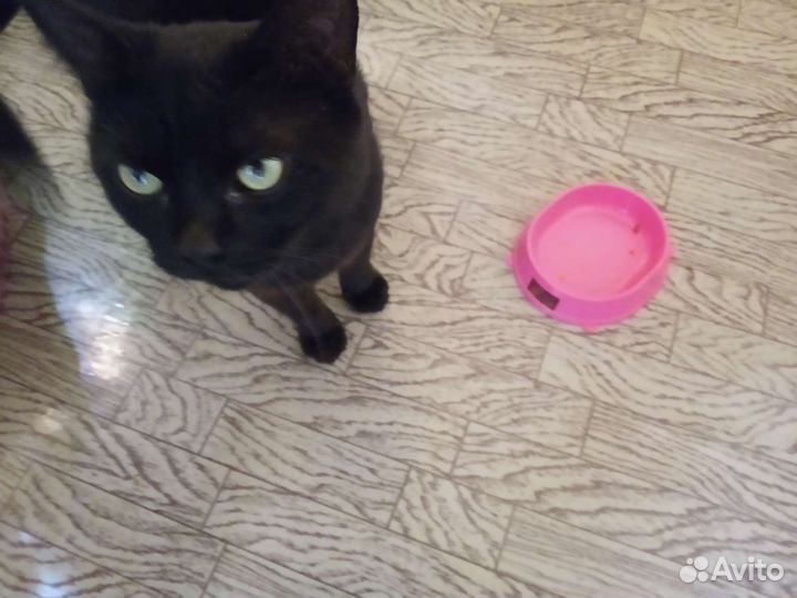 Отдам котика