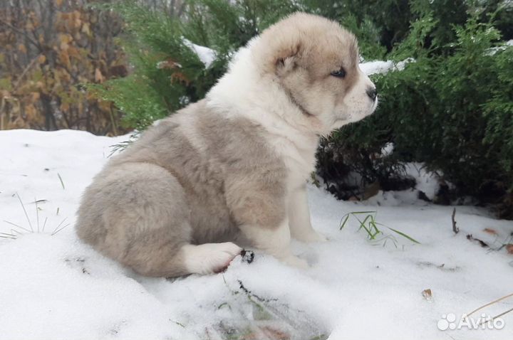 Продажа щенков алабая