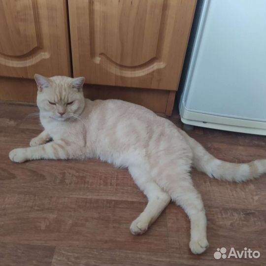 Красивый кот