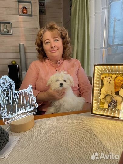 Щенки Мальтезе