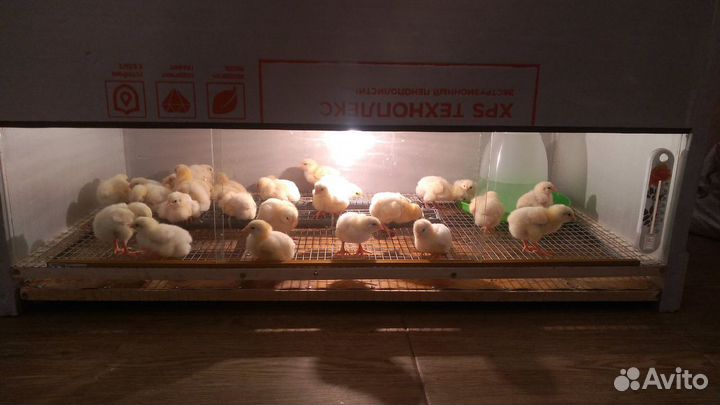 Брудер для цыплят, переполов и бройлеров