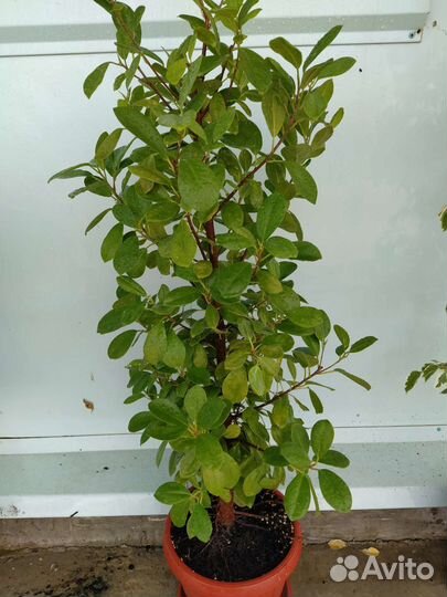 Фикус бенджамина