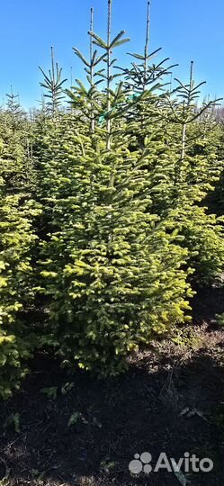 Пихта нордмана живая