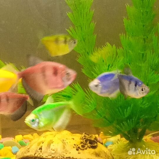 Аквариум с рыбками