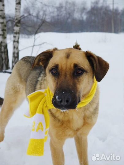 Лео-прекрасный пес ищет семью