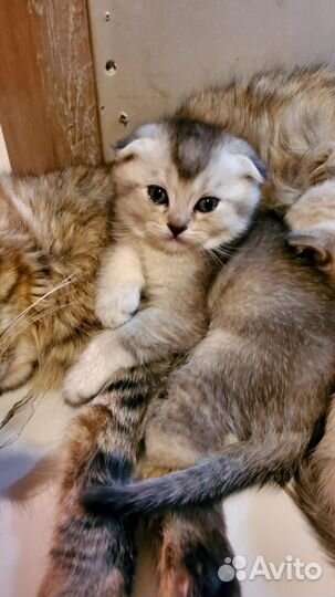 Шотландские котята