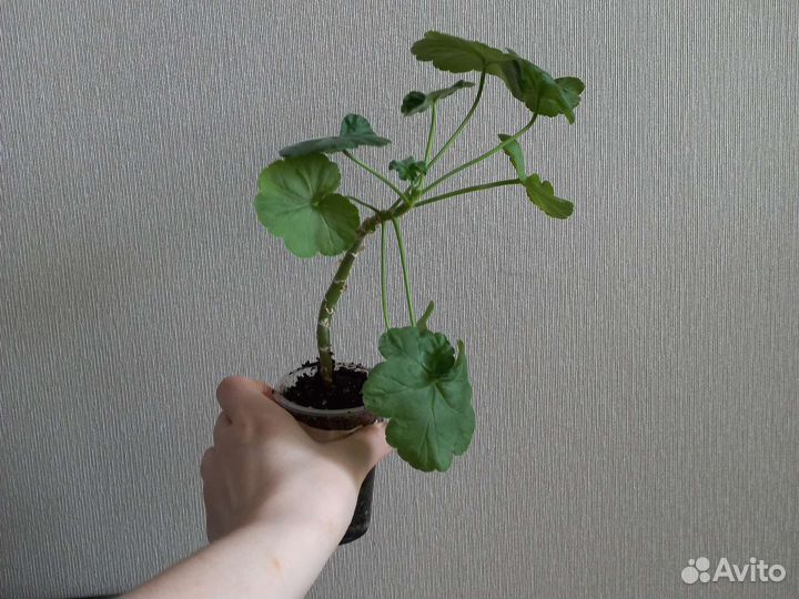 Пеларгония герань