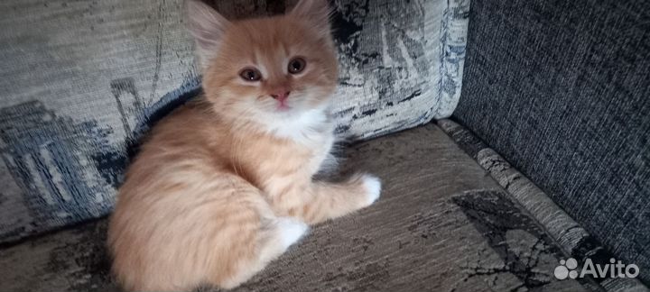 Котик в дар