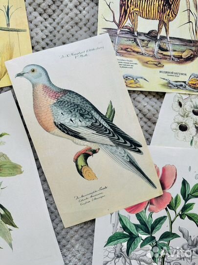 Плакаты винтажные с растениями и животными