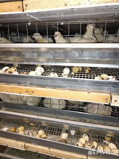 Яйцо перепелиное инкубационное