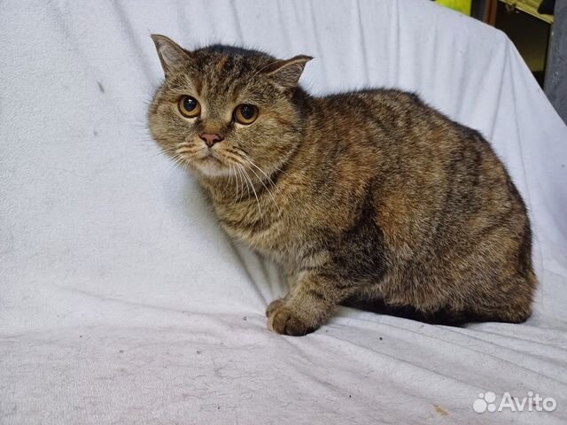 Кошечка ищет дом