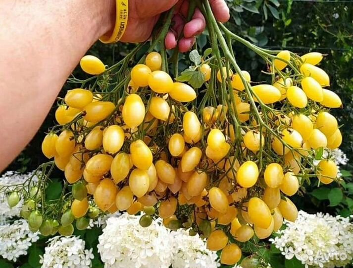 Семена томатов Черри 