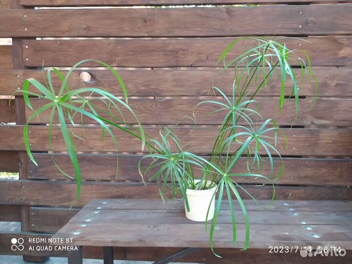 Циперус или болотная пальма