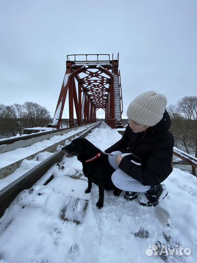 Выгульщик собак