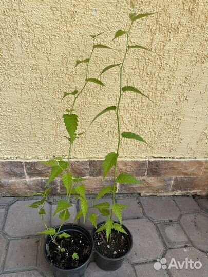 Керрия японская желтая