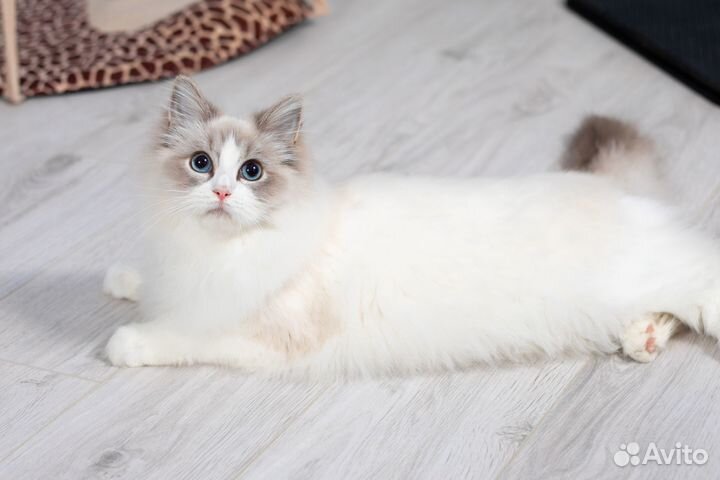 Мальчик рэгдолл с документами