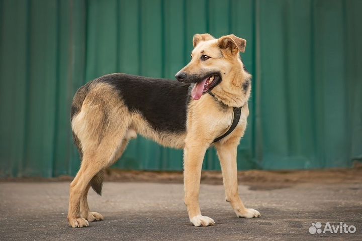 Пёс Дионис в добрые руки