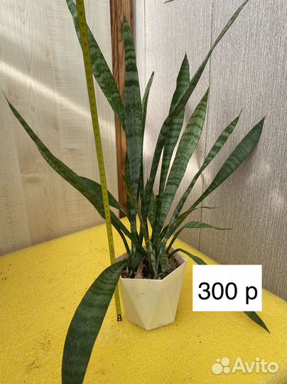 Замиокулькас щучий хвост хлорофитум