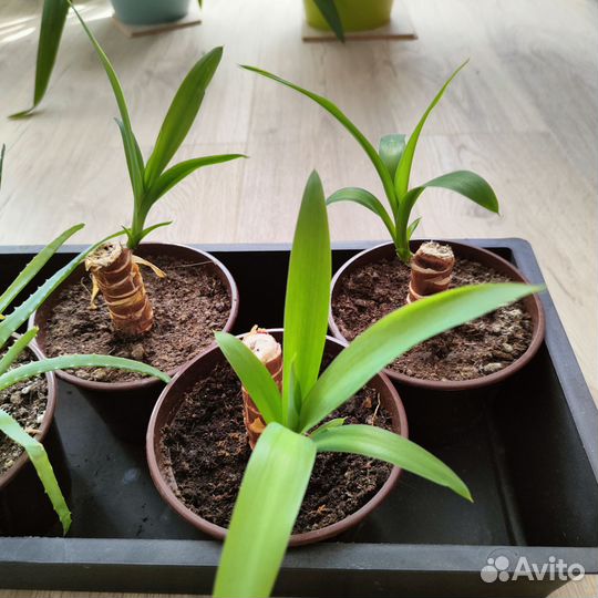 Пальма юкка