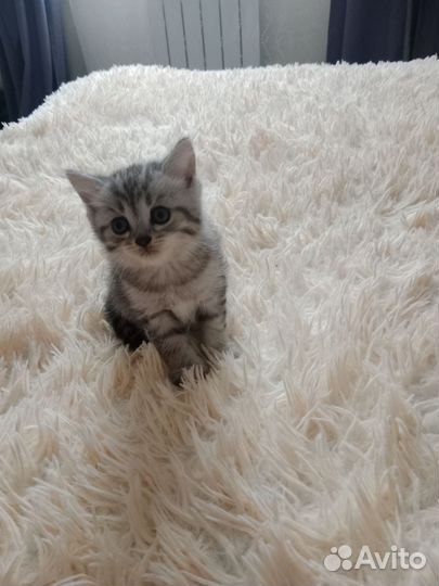 Котята в дар