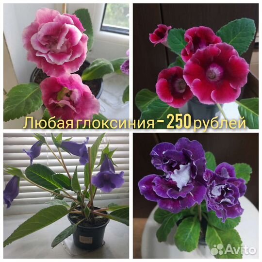 Глоксинии цветущая