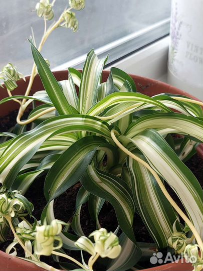 Хлорофитум кудрявый