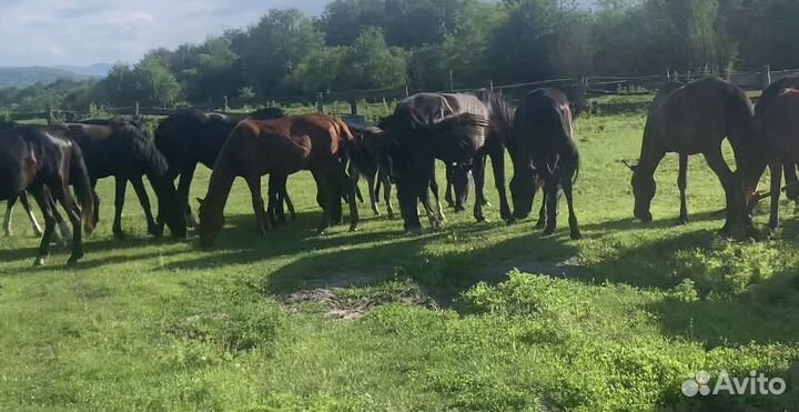 Продажа коней