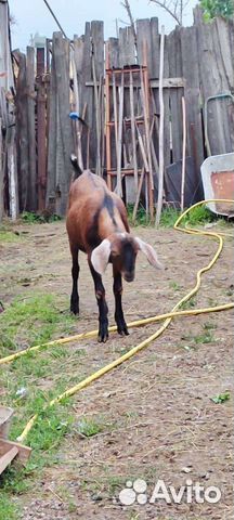 Козы разные