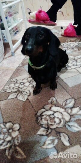 Ищем невесту