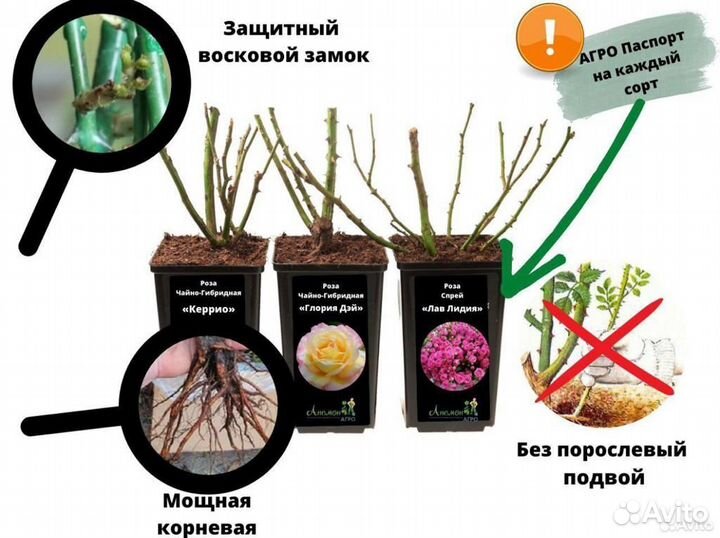 Морозостойкие саженцы роз