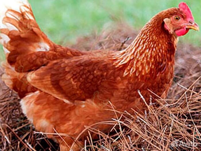 Курочки на дом