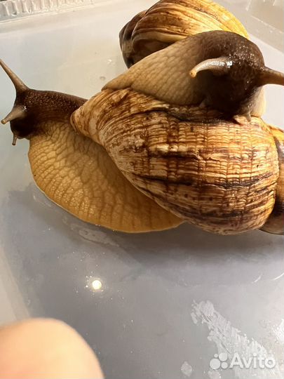 Улитки ахатины большие