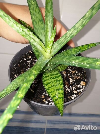 Алоэ вариегатный