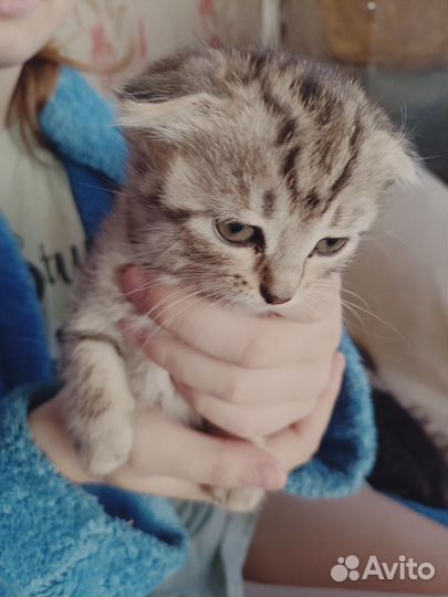 Котята в добрые руки бесплатно ходят в лоточек