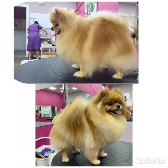 Услуги грумера