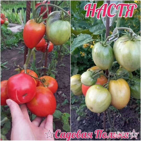 Рассада помидоров томатов