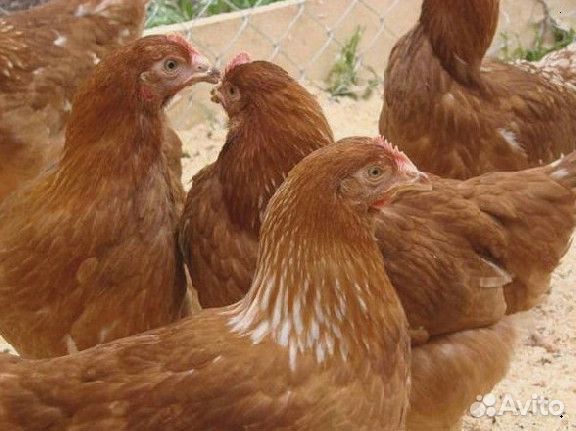 Куры несушки Белые