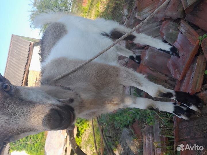 Продаются козачка