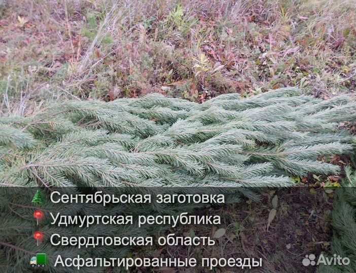 Елка сентябрьская пушистая опт