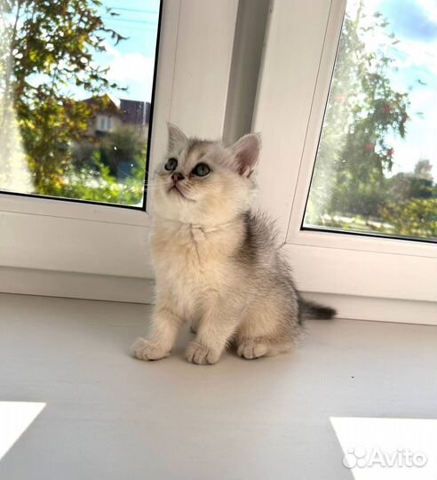 Британские котята серебристая шиншилла
