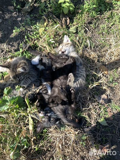 Котята в добрые руки