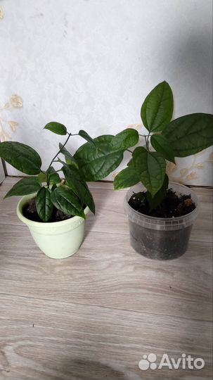 Клеродендрум