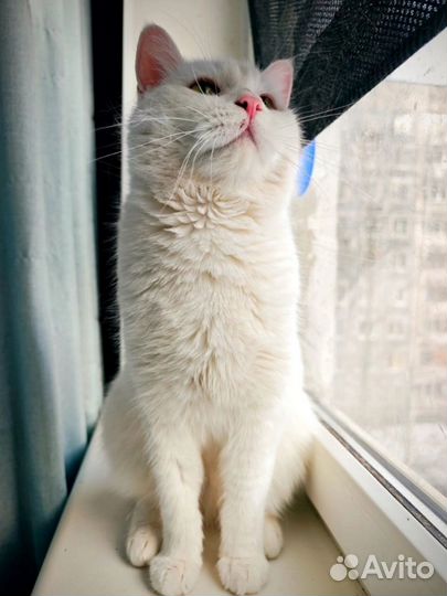 Беленький Альбус в поисках дома